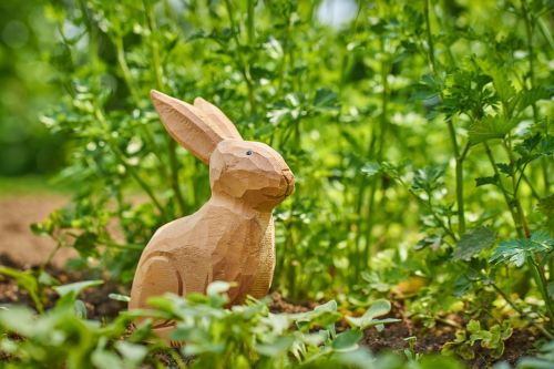garden hare parsley