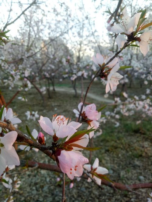 garden flowers apricot