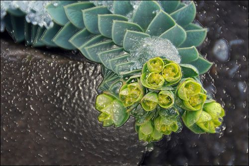 garden succulent yellow flower