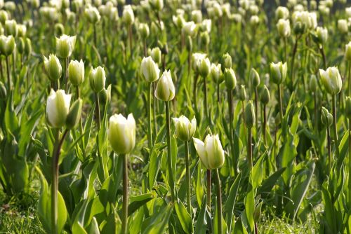 garden green water