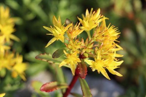 garden yellow flowers yellow