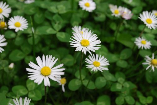 garden daisy plant