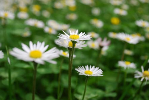 garden daisy plant