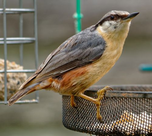 garden wildlife nature