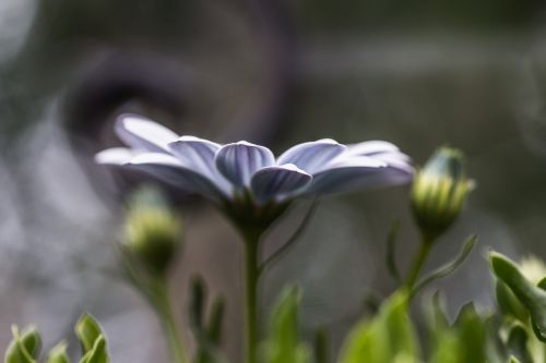 garden flowers nature