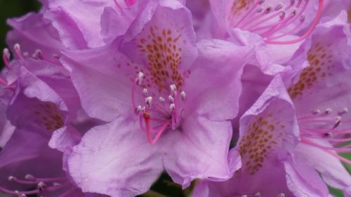 garden flowers pink flower