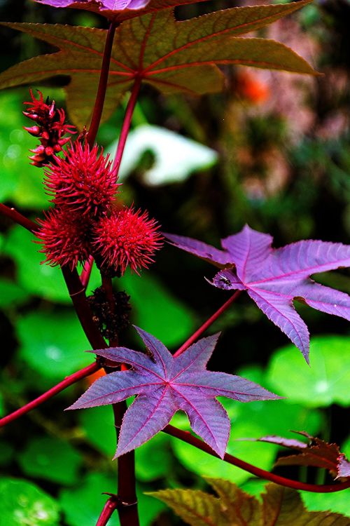 garden plant colorful