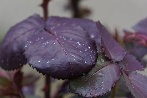 garden flower rain