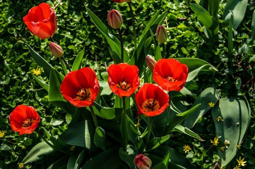 garden flower spring