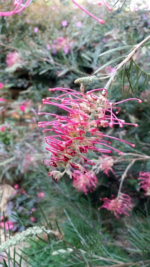 garden australia greenery