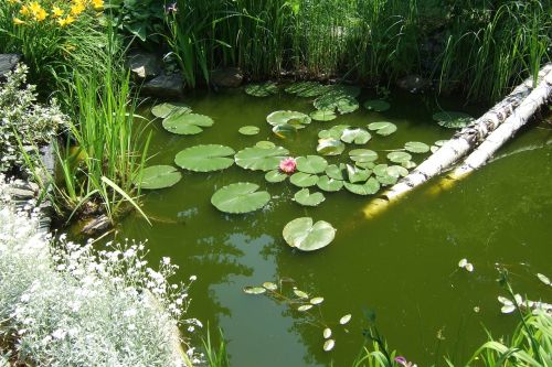 garden garden pond water lily