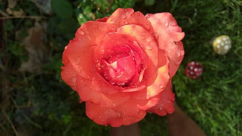 garden rose flowers