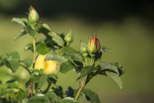 garden bud rose