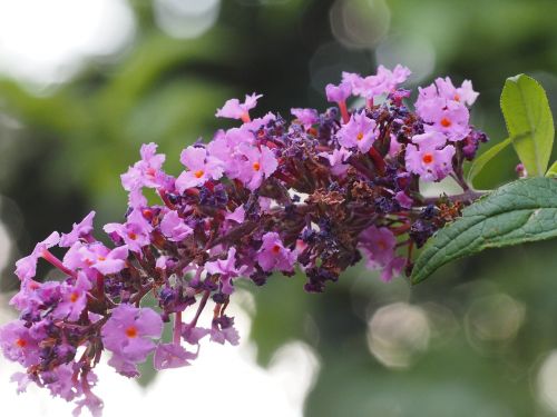 garden flower summer