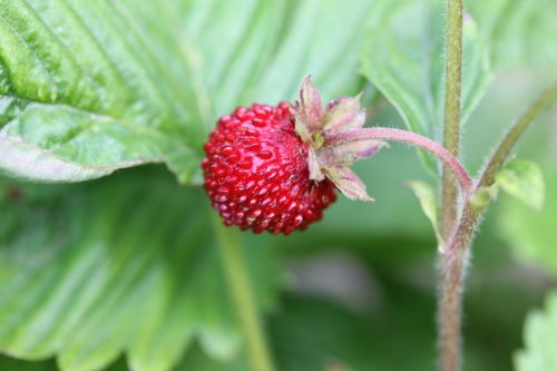 garden strawberry fruits