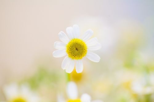 garden morning flower