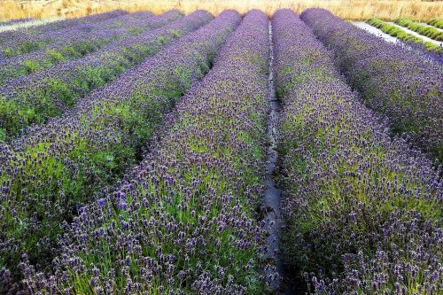garden lavender field