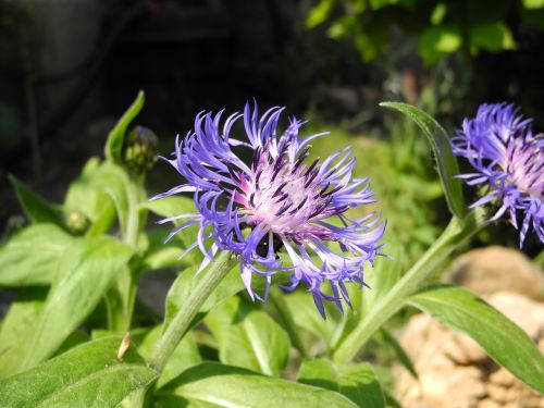 garden nature plant purple