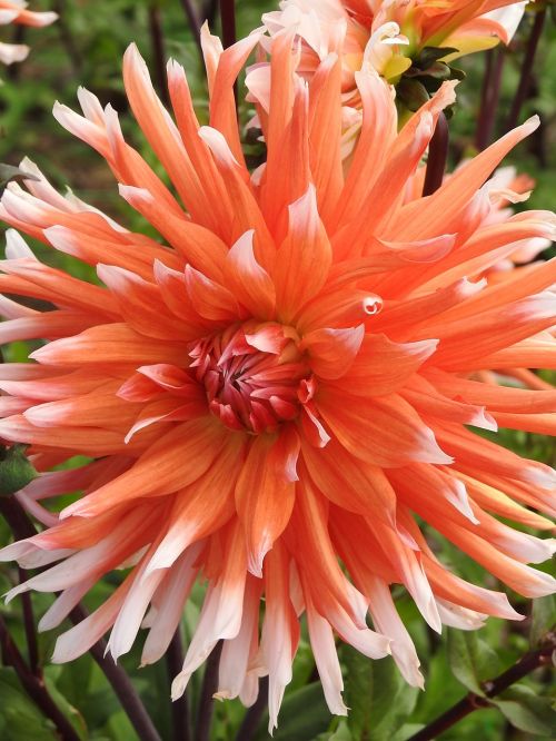 garden summer flowers orange flowers