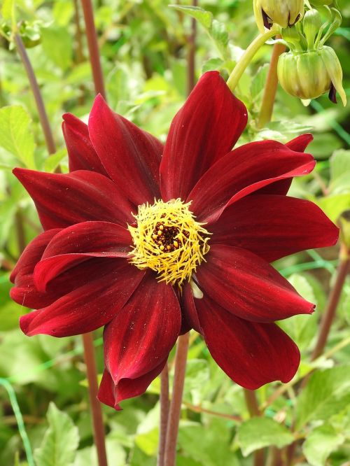 garden flower summer flowers