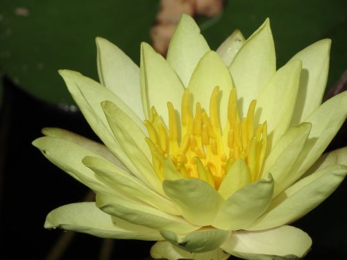 garden pond lily