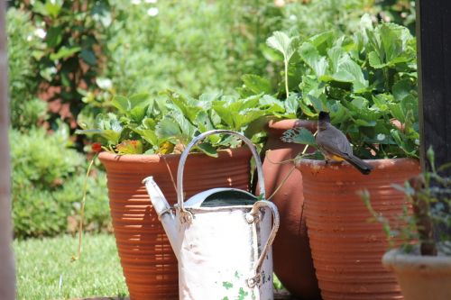 garden bird pots