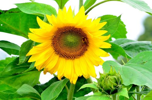 garden sunflower blooming