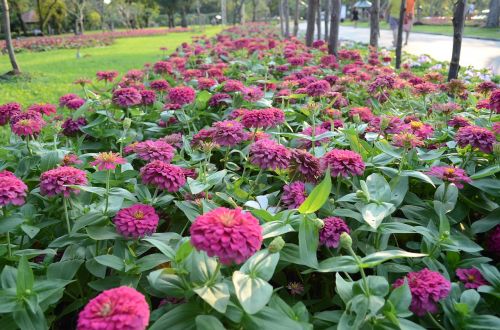 garden flower flowers