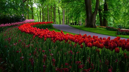 garden netherlands tulips