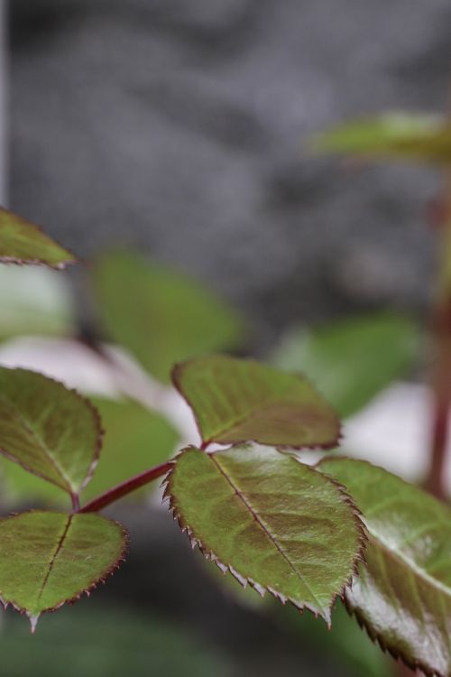 garden rose plant leaf