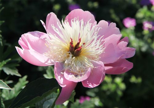 garden flower petals