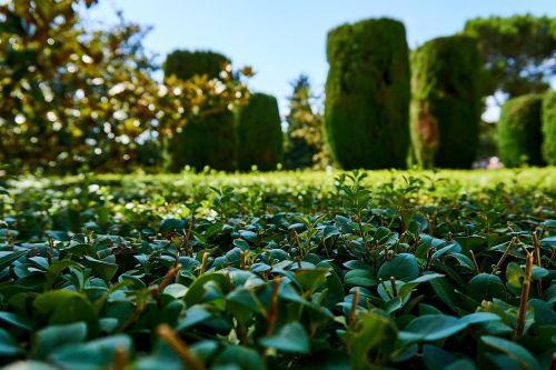 garden green hedge