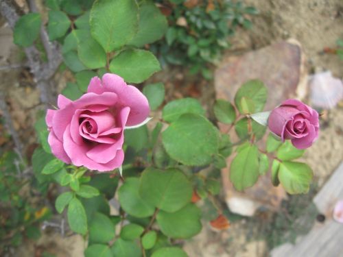 garden roses blossoms