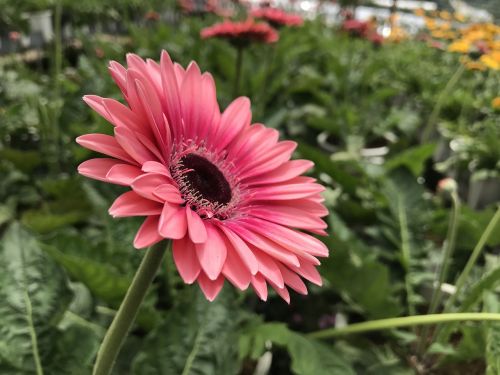 garden nature flower