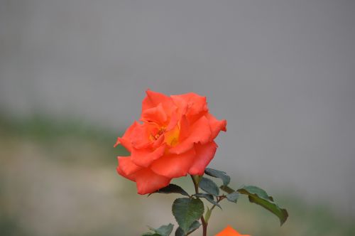 garden rose flower