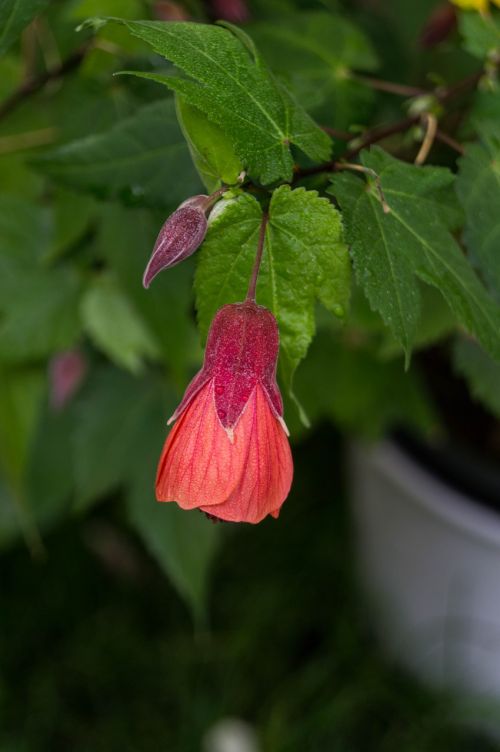 garden flower close