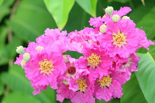 garden flowers pink