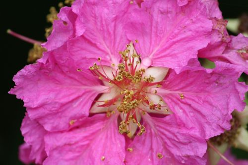 garden flowers pink