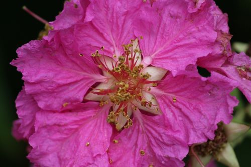 garden flowers pink