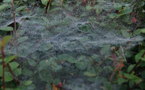 garden cobweb close