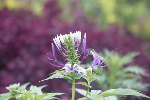 garden flower flower garden