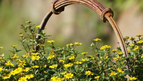 garden flower nature