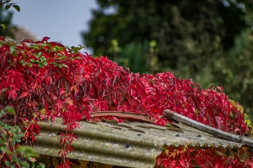garden autumn red leaves