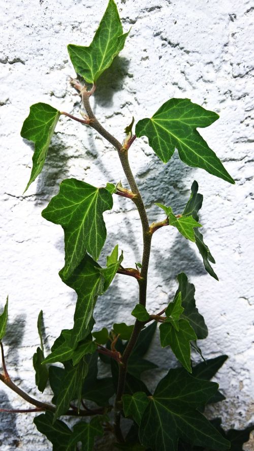 garden hauswand ivy