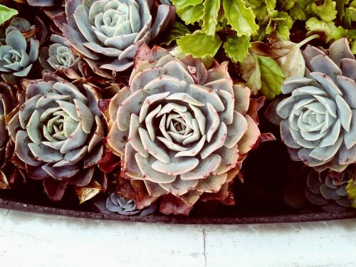 garden plants leaves