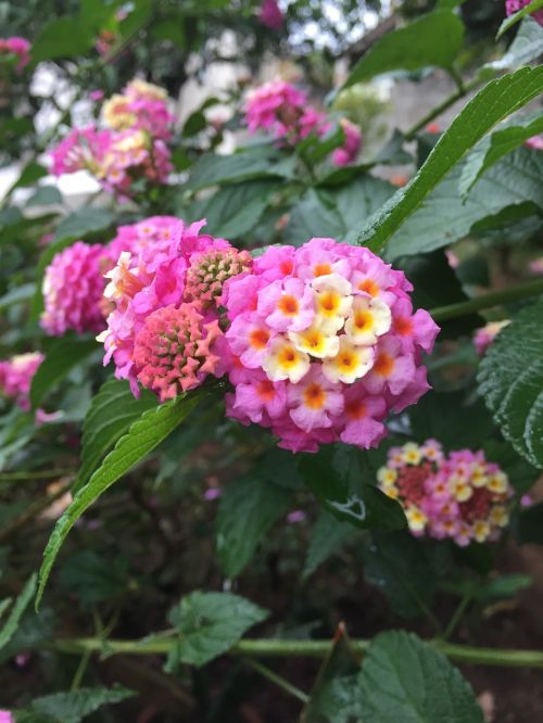 garden flowers plant