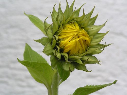 garden sun flower flower