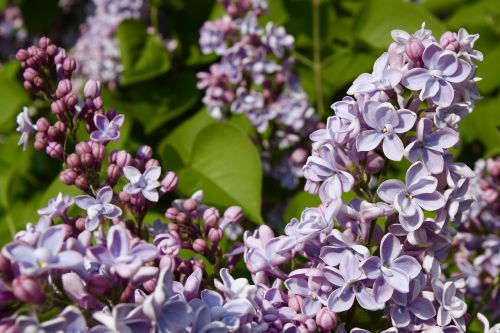 garden lilac flower