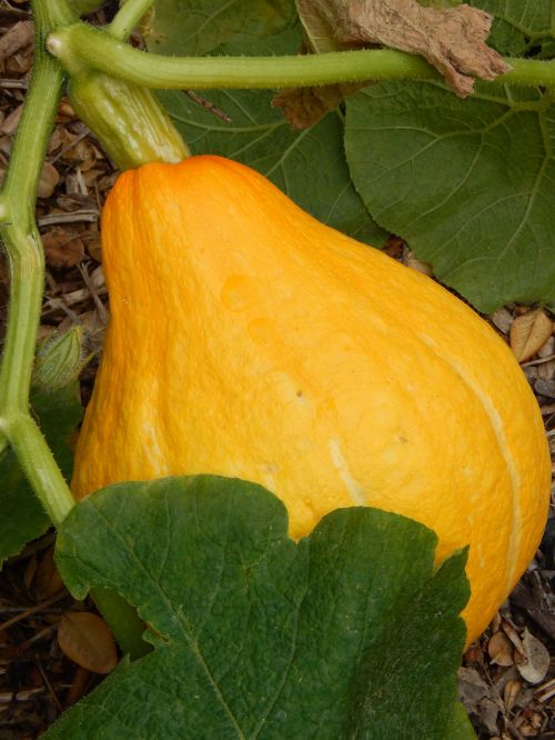 garden squash pumpkin