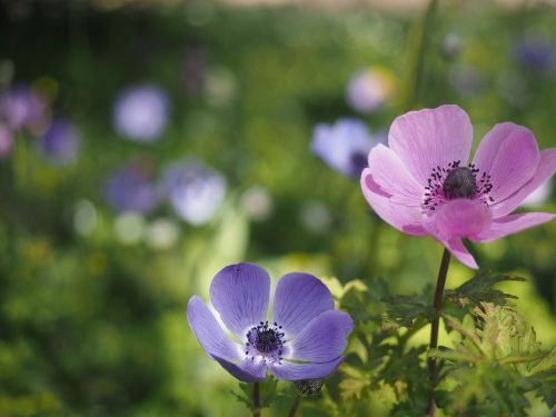 garden spring poppy